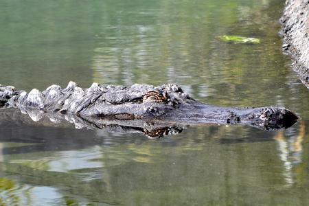 Alligator