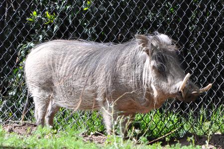 Warthog